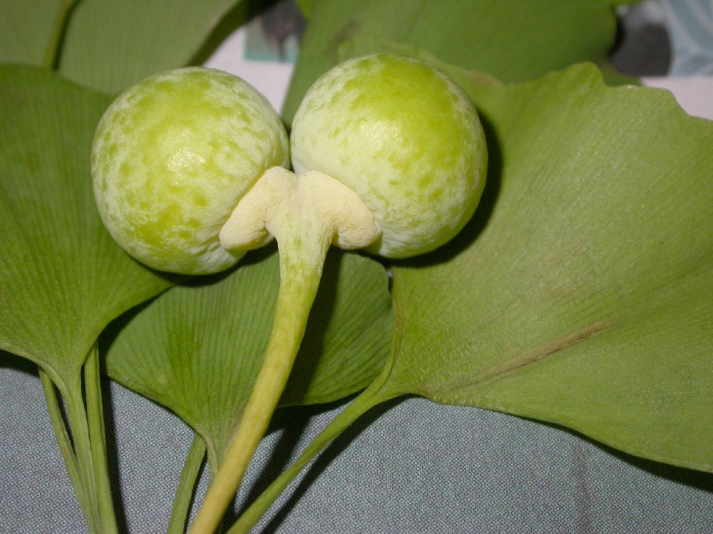 Ginkgoaceae Ginkgo biboba