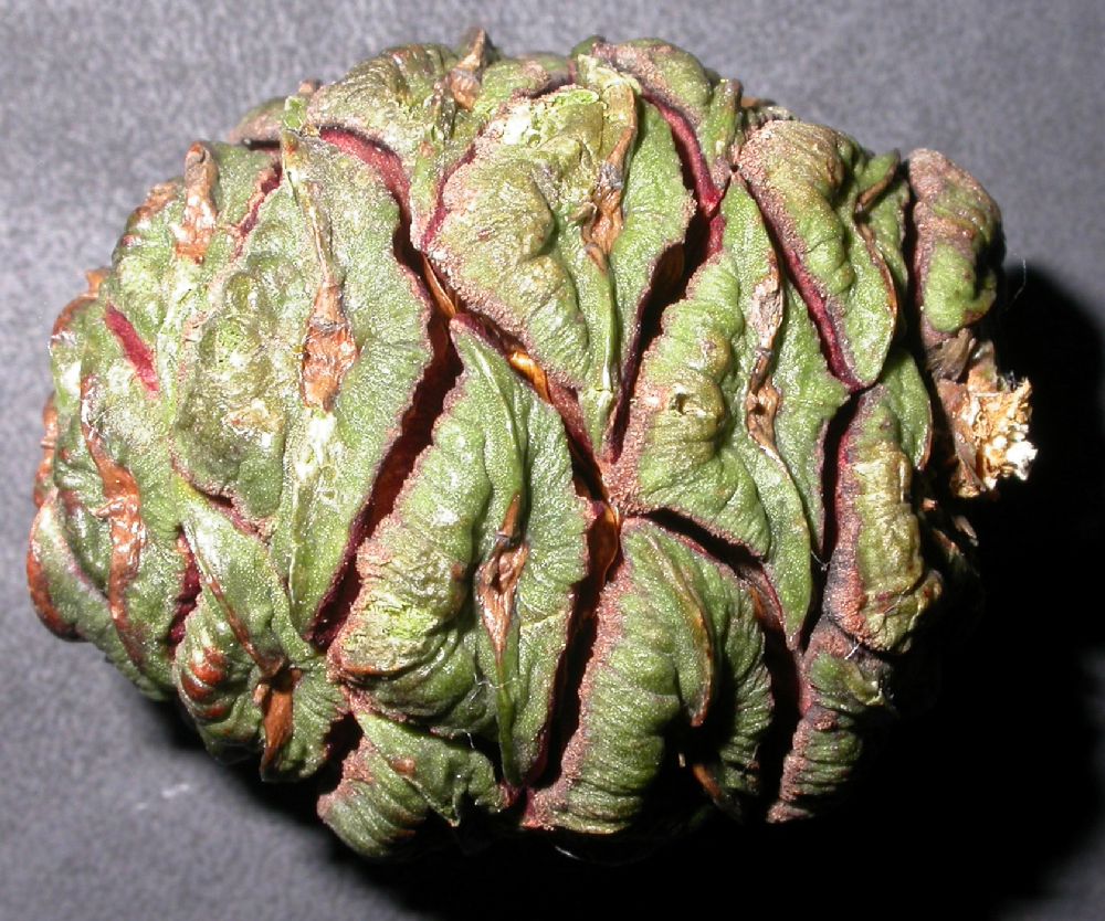 Cupressaceae Sequoiadendron giganteum