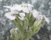 image of Achillea millefolium