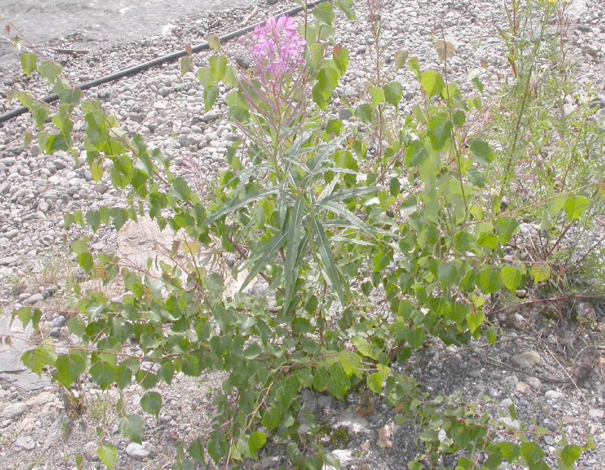 Onagraceae Epilobium angustifolium