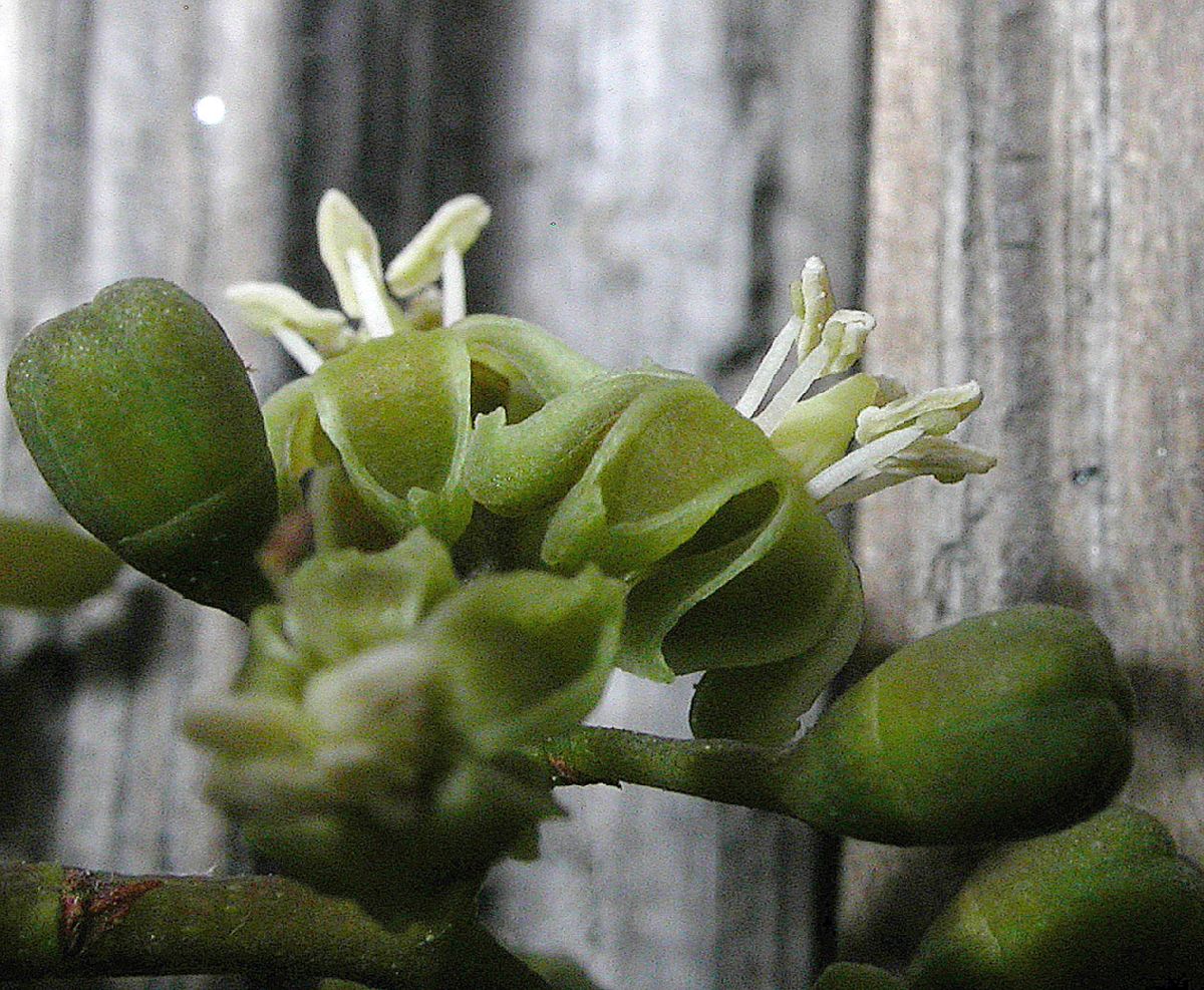 Vitaceae Parthenocissus vitacea