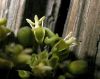 image of Parthenocissus vitacea