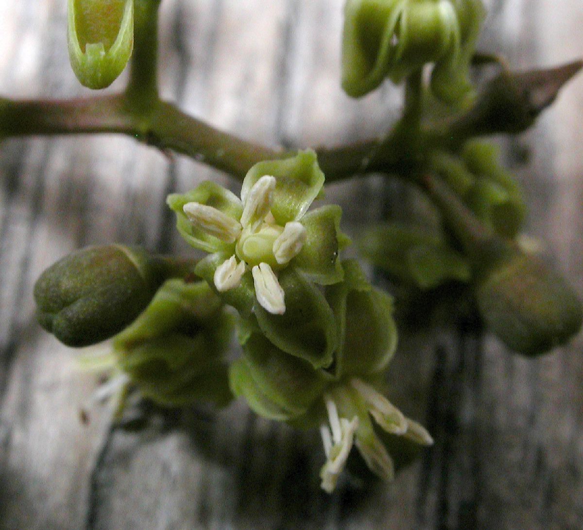 Vitaceae Parthenocissus vitacea