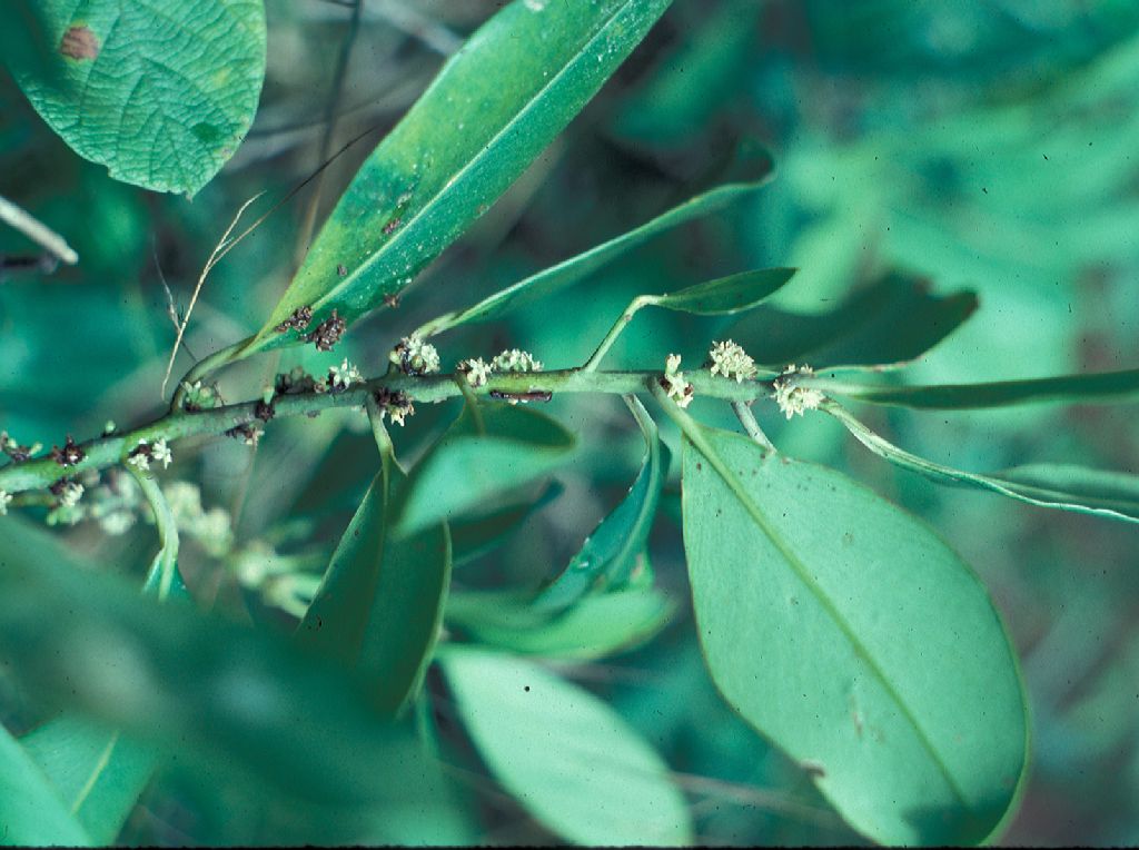 Primulaceae Ardisia solanacea