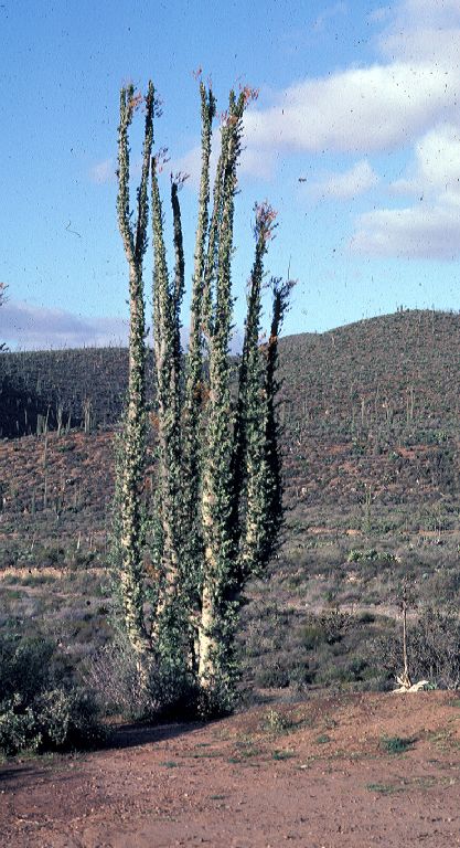 Fouquieriaceae Fouquieria columnaris