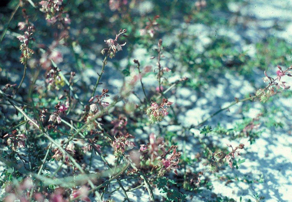 Krameriaceae Krameria tomentosa