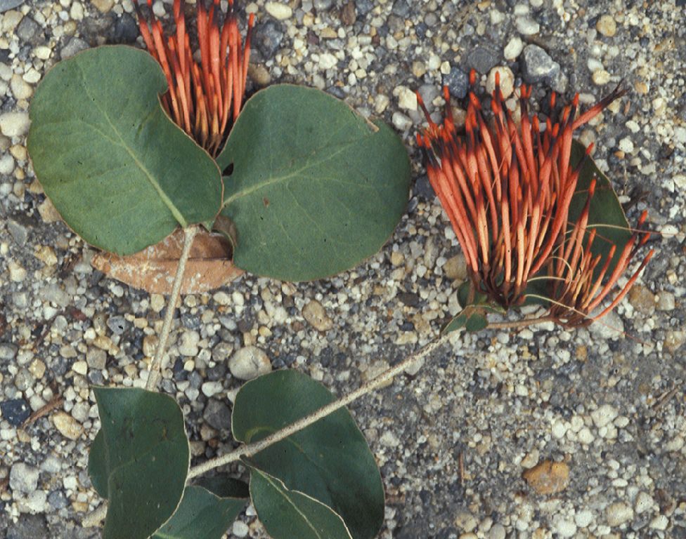 Loranthaceae Psittacanthus zonatus