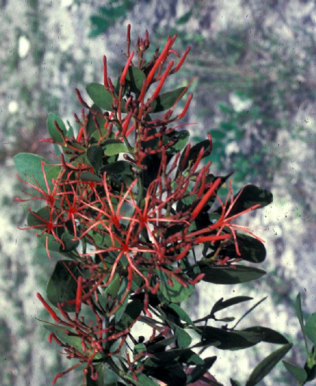 Loranthaceae Psittacanthus mayanus