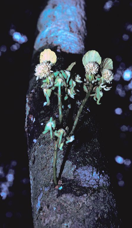 Fabaceae Swartzia argenta