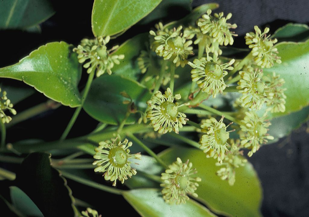 Trochodendraceae Trochodendron arailoides