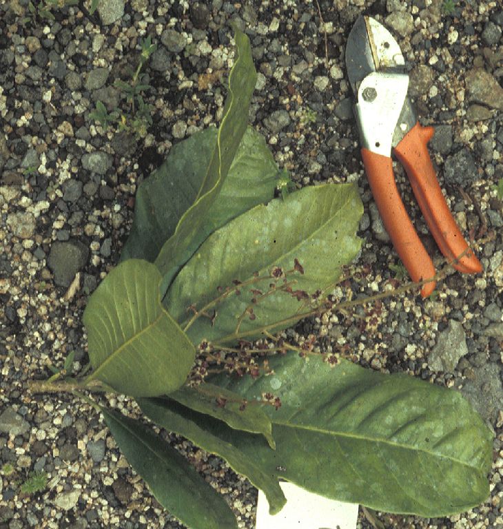 Rutaceae Esenbeckia amazonica