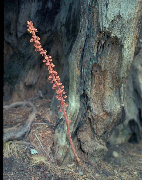Ericaceae Pterospora andromedea