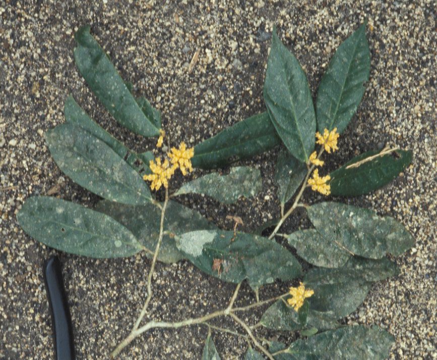Dichapetalaceae Tapura peruviana