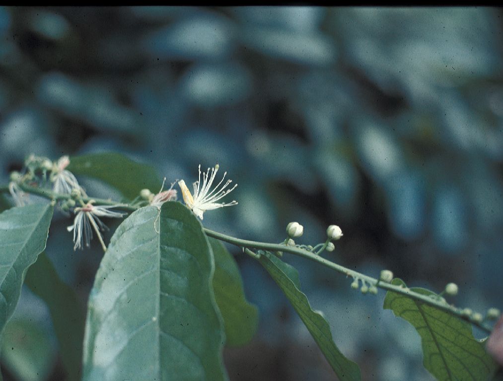 Malpighiaceae Banisteriopsis 