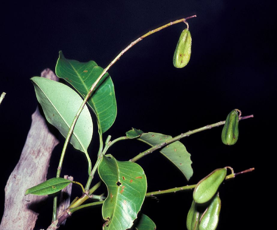 Vochysiaceae Vochysia venezuelana