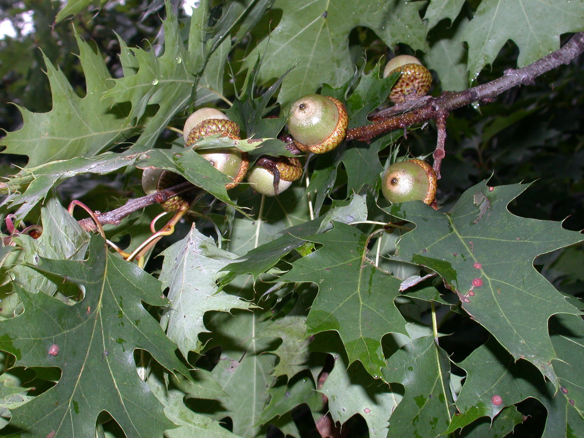 Quercus rubra (Fagaceae) image 4370 at