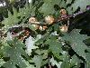 image of Quercus rubra