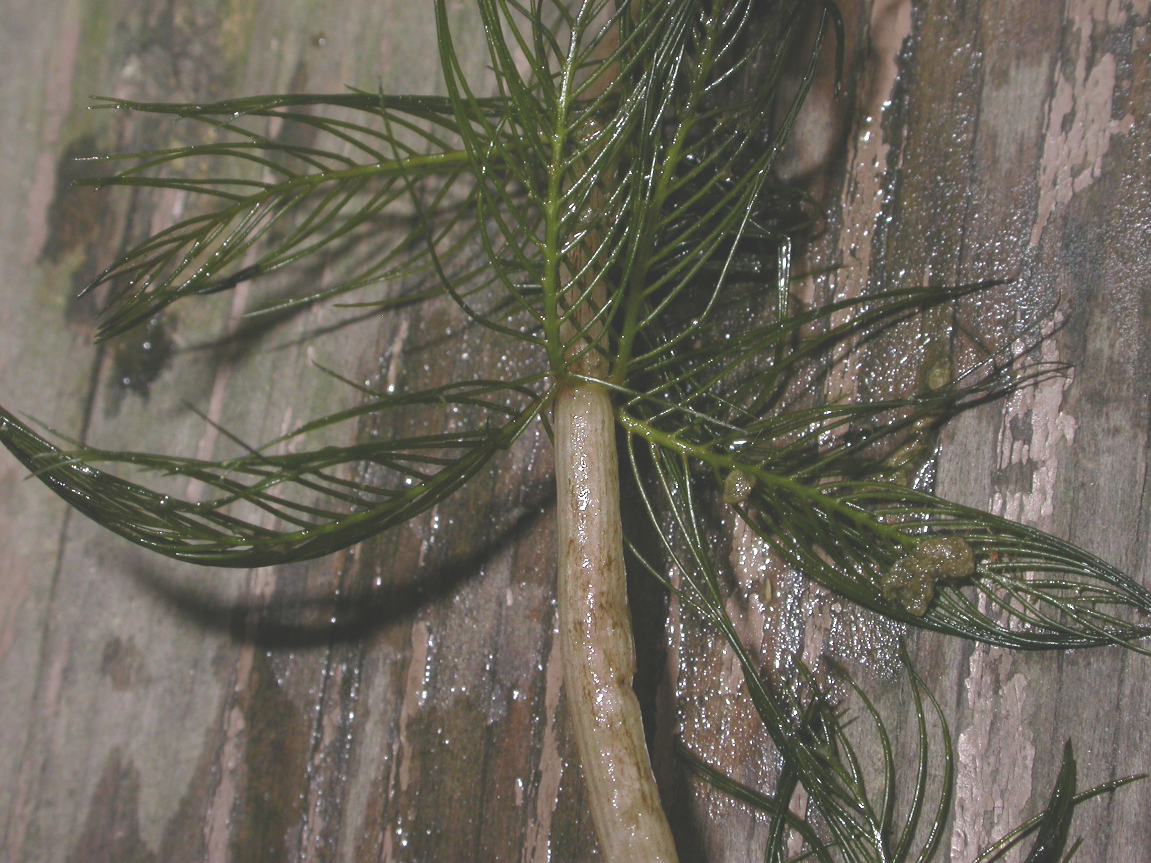 Haloragaceae Myriophyllum spicatum