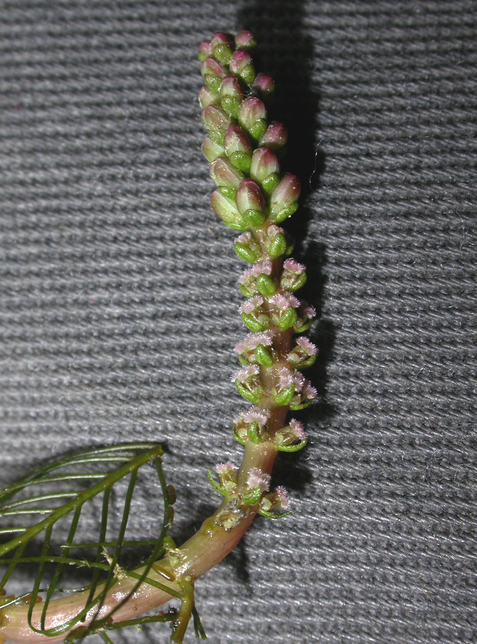 Haloragaceae Myriophyllum spicatum