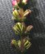 image of Myriophyllum spicatum