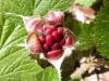image of Rubus 