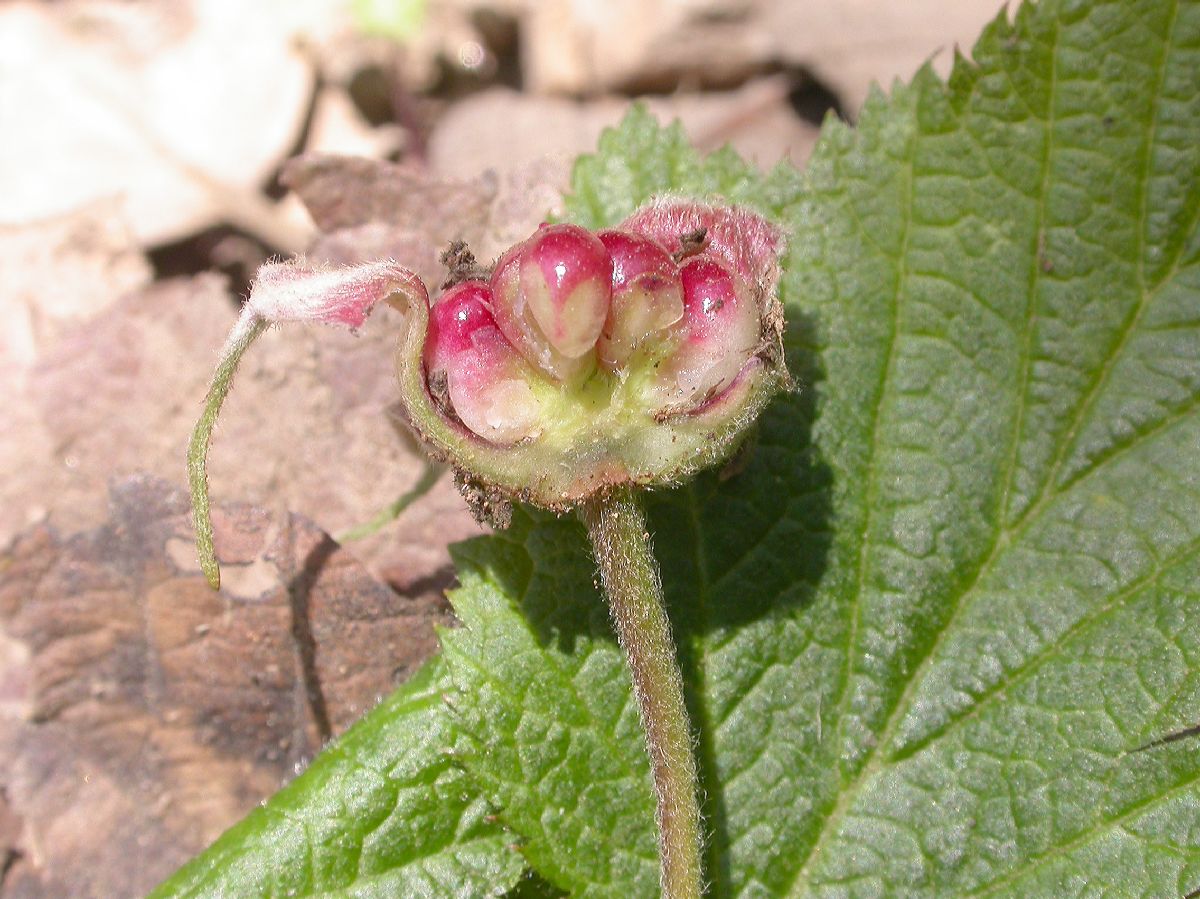 Rosaceae Rubus 