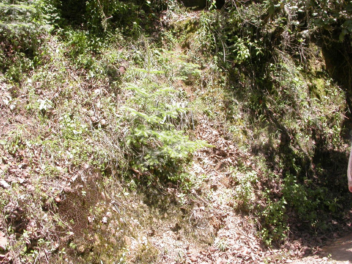 Pinaceae Abies guatemalensis