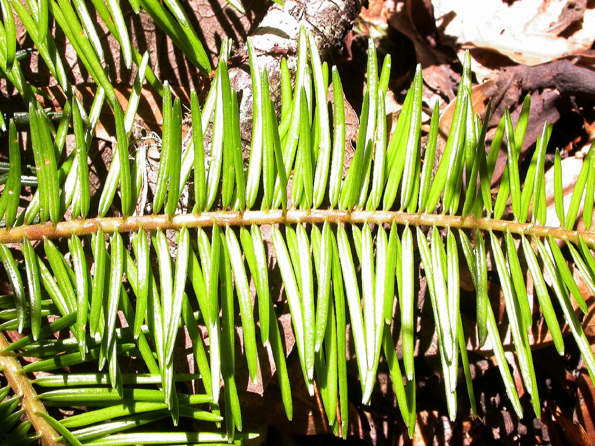 Pinaceae Abies guatemalensis