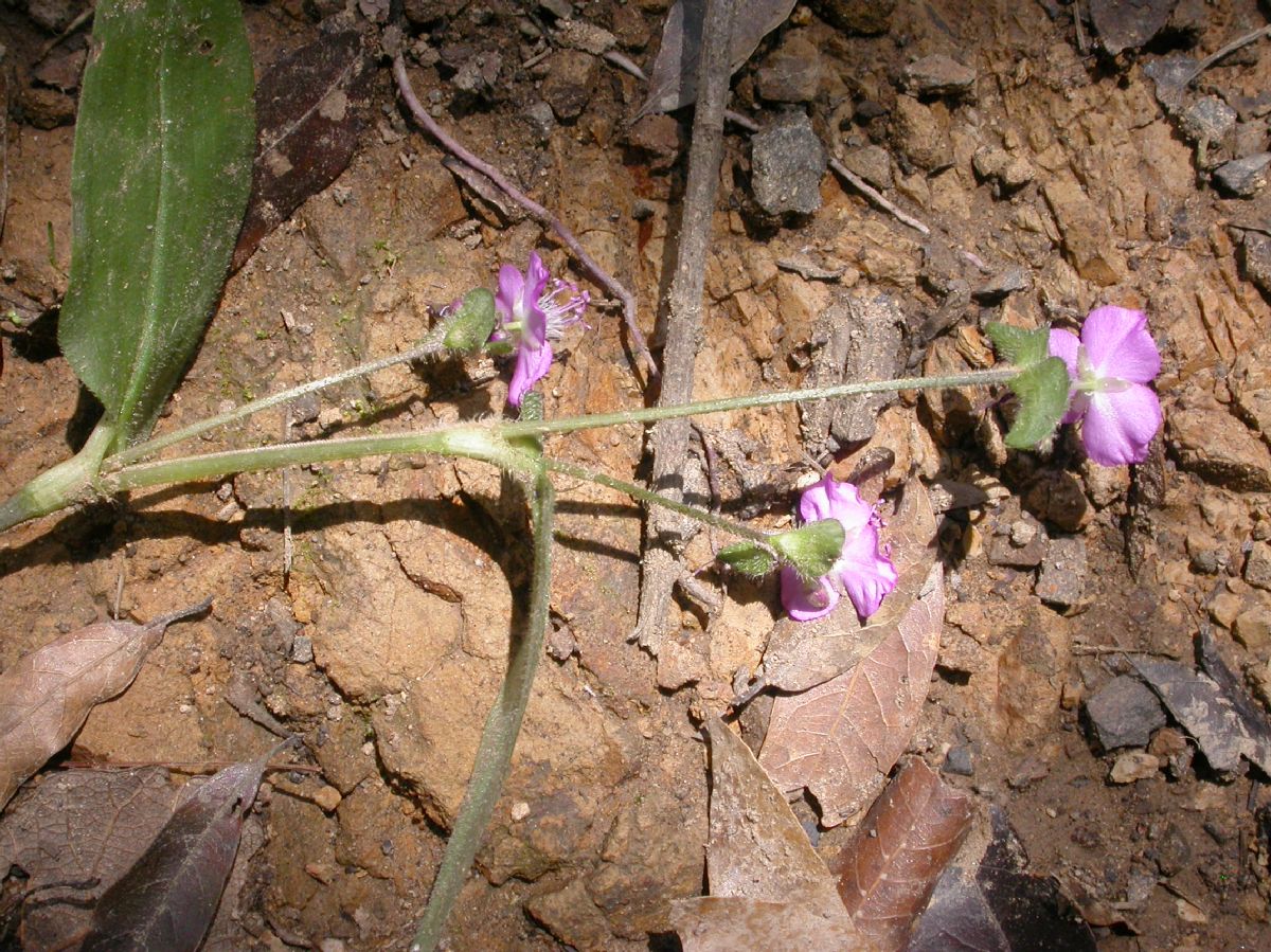 Commelinaceae Tripogandra 