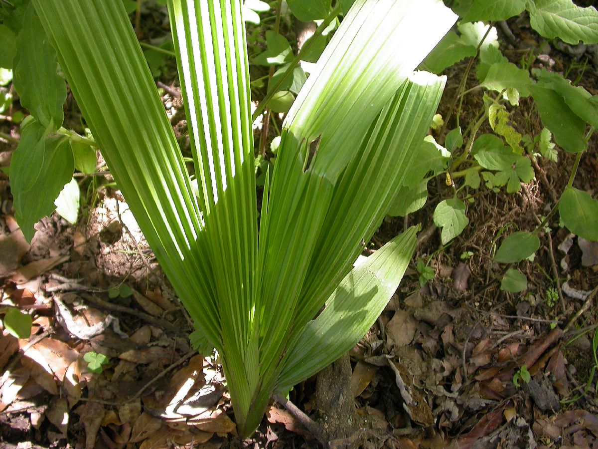 Iridaceae Tigridia 