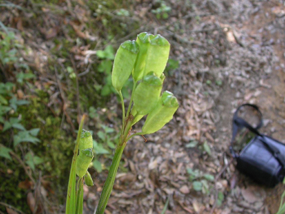 Iridaceae Tigridia 
