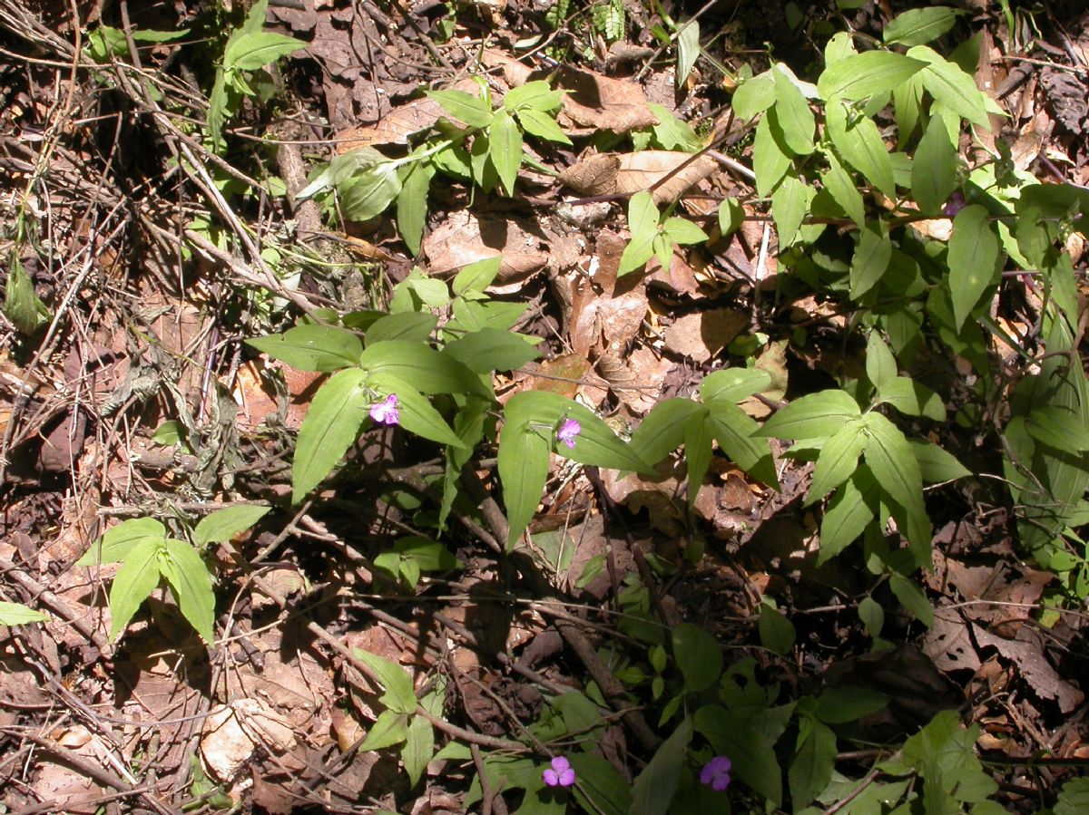 Commelinaceae Tripogandra 