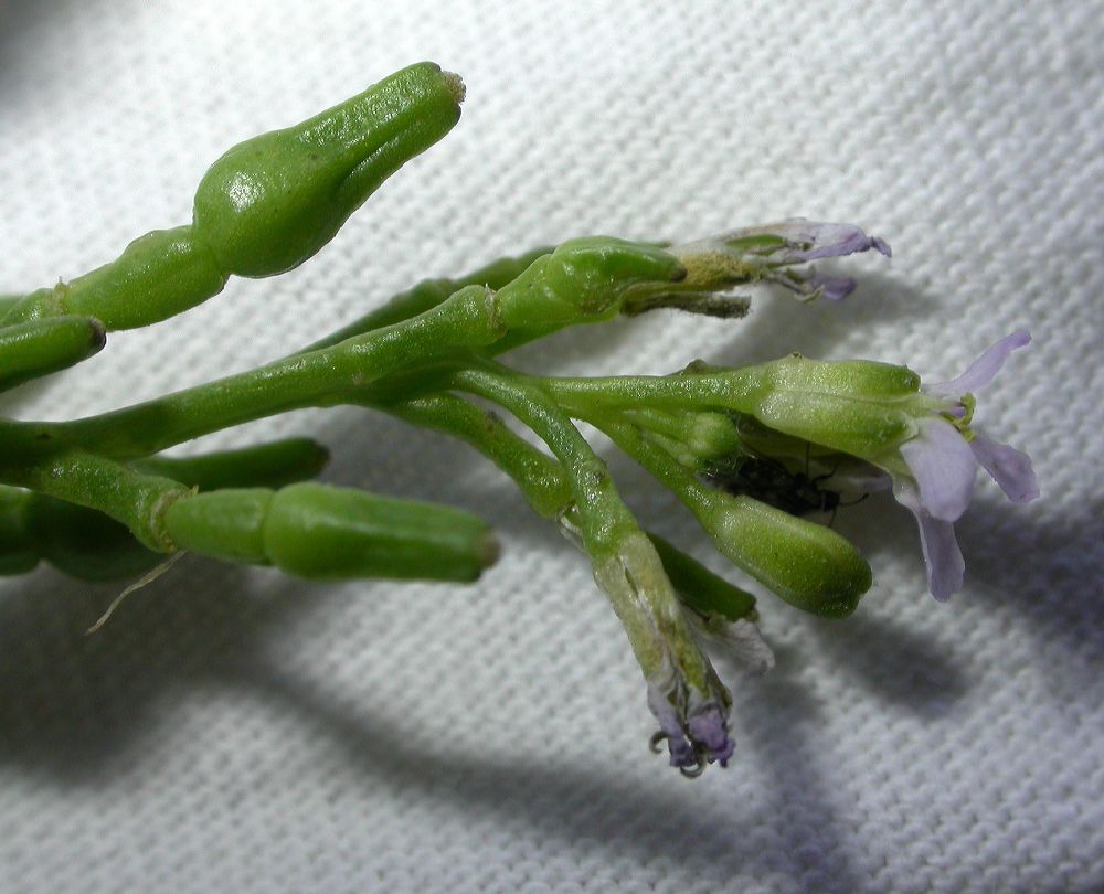 Brassicaceae Cakile edentula