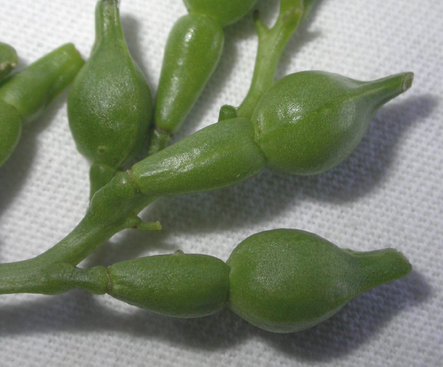 Brassicaceae Cakile edentula