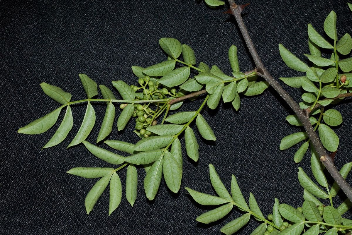 Rutaceae Zanthoxylum 