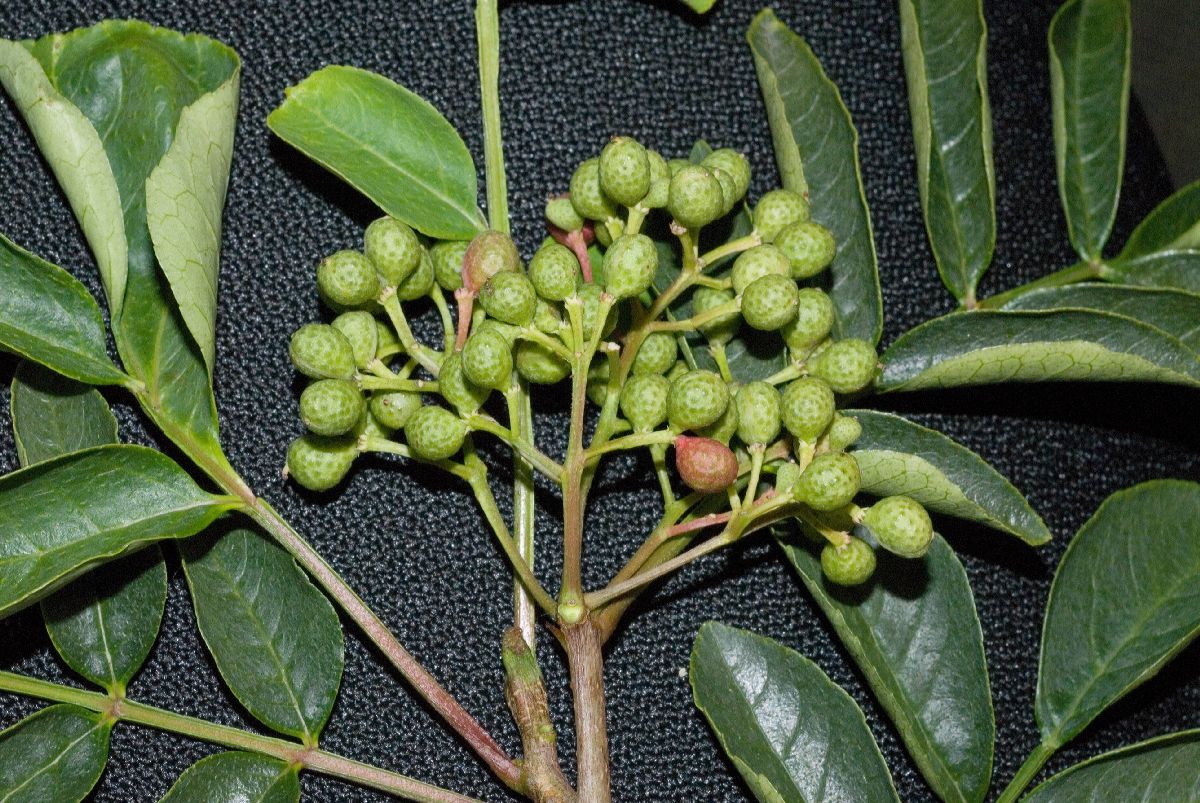 Rutaceae Zanthoxylum 