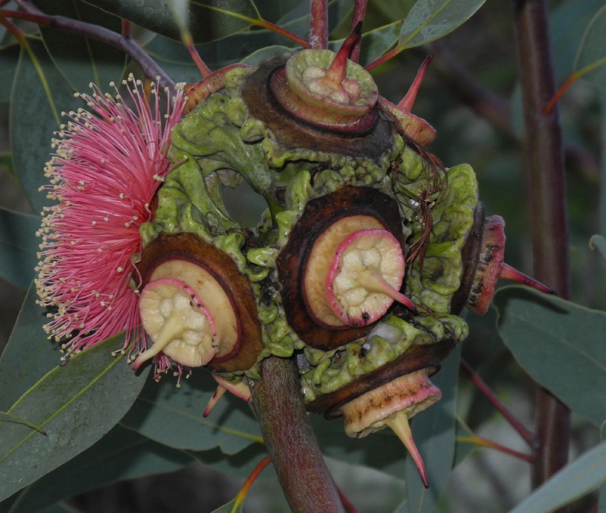 Myrtaceae Eucalytus youngiana