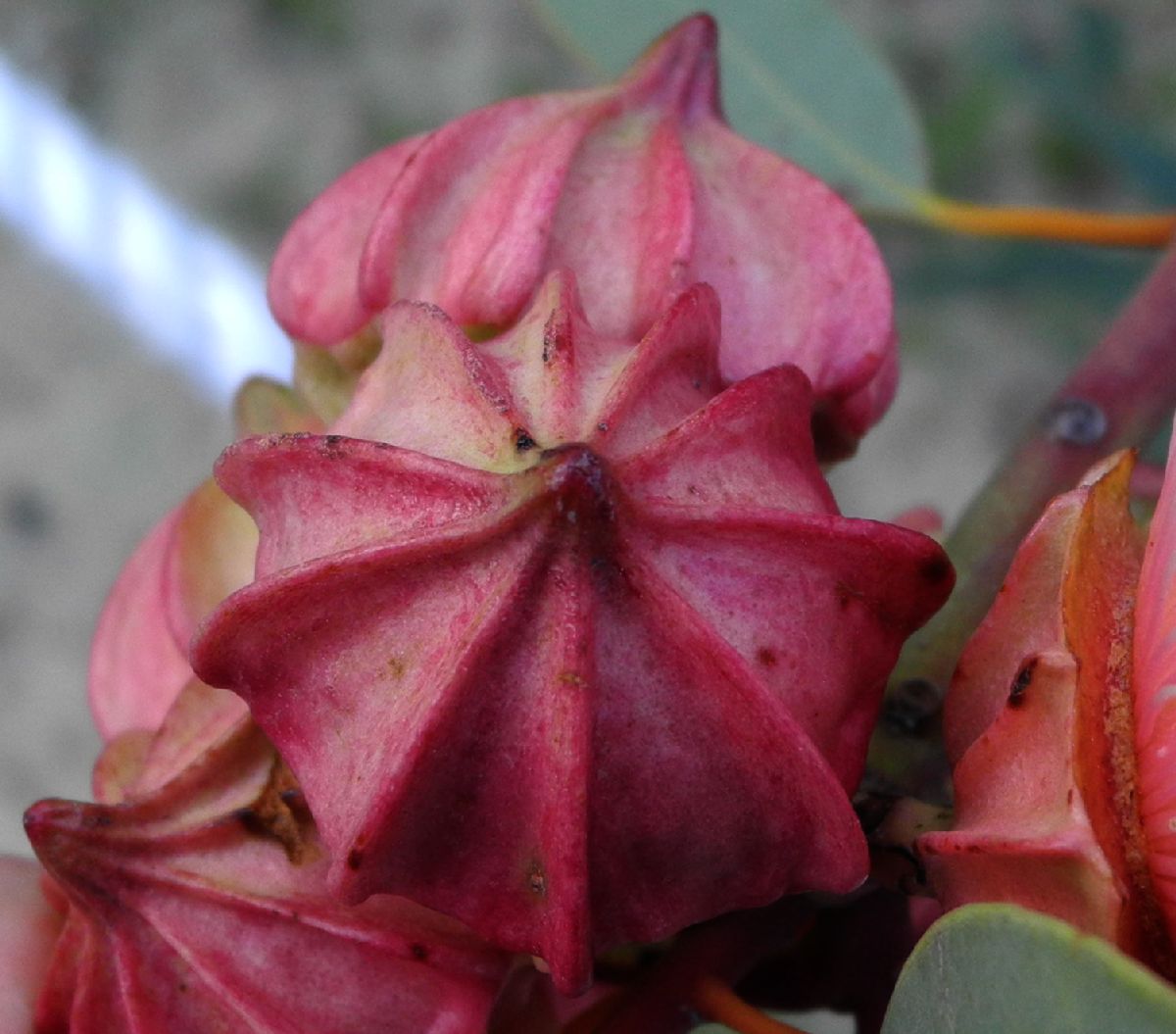 Myrtaceae Eucalytus kingsmillii