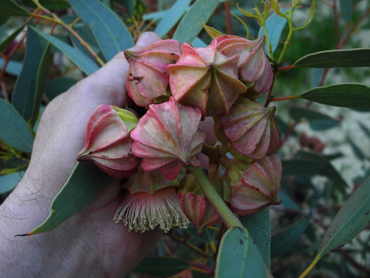 Myrtaceae Eucalytus kingsmillii