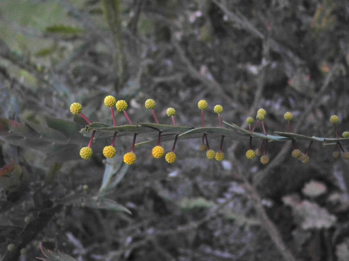 Fabaceae Acacia 