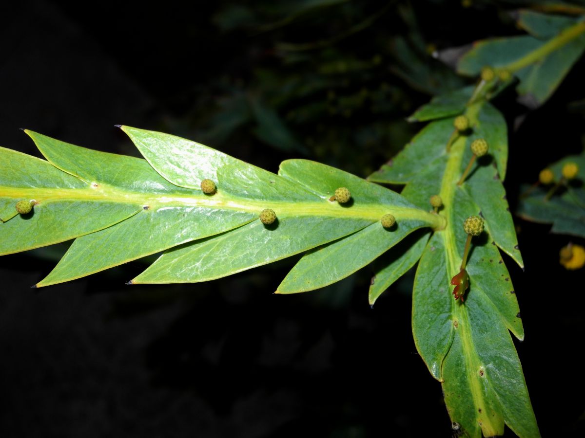 Fabaceae Acacia 