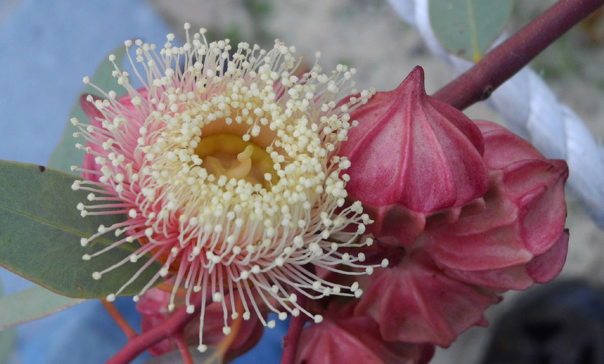 Myrtaceae Eucalyptus kingsmillii