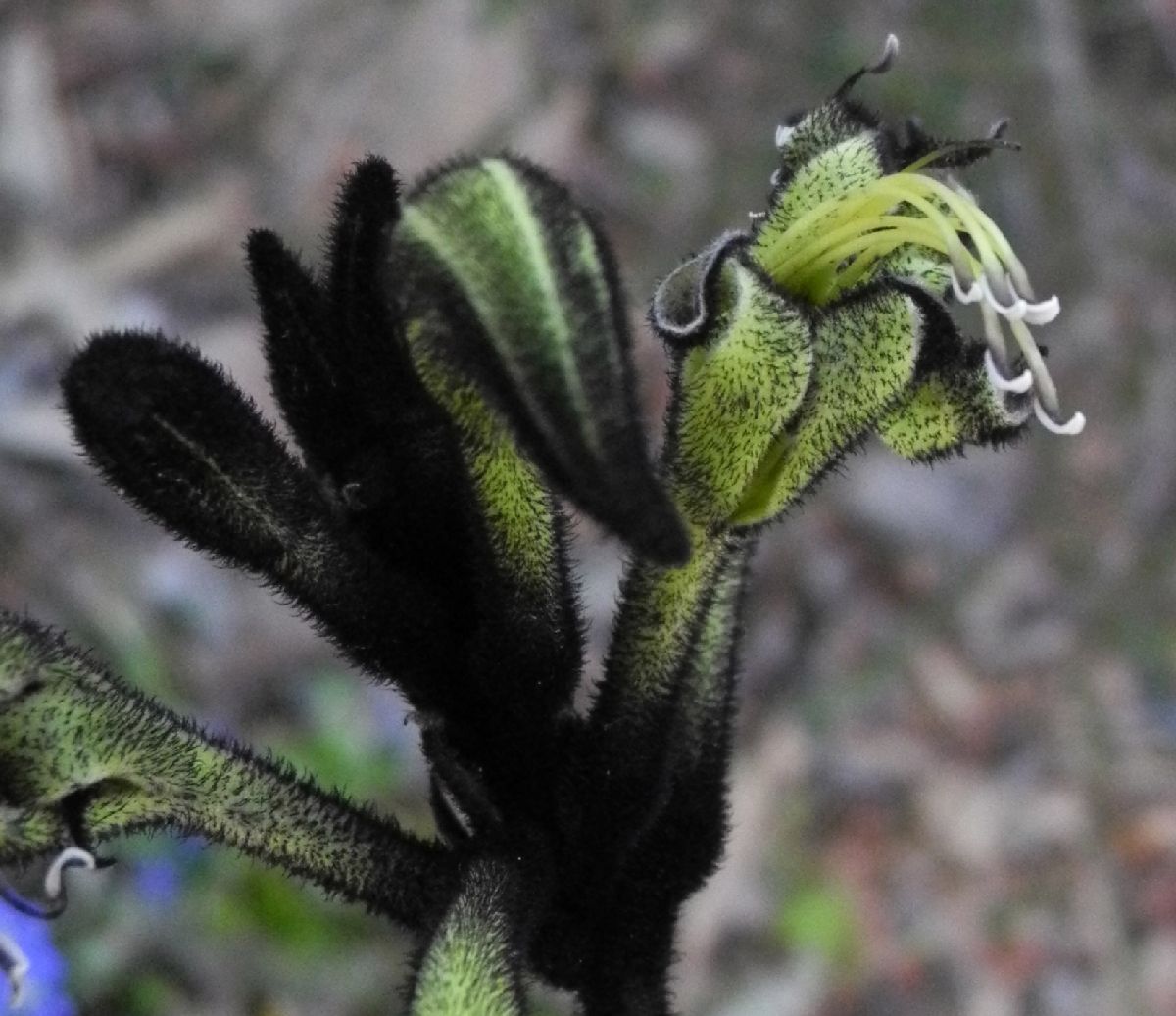 Haemodoraceae Macropidia fuliginosa