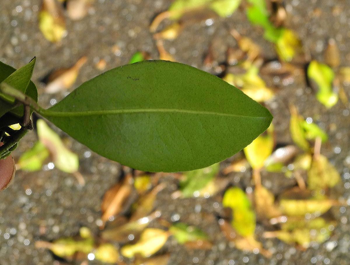 Myrtaceae Myrrhinium atropurpureum