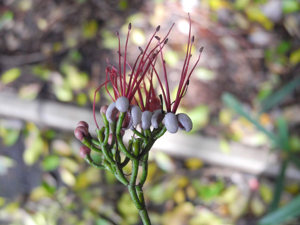 Myrtaceae Myrrhinium atropurpureum