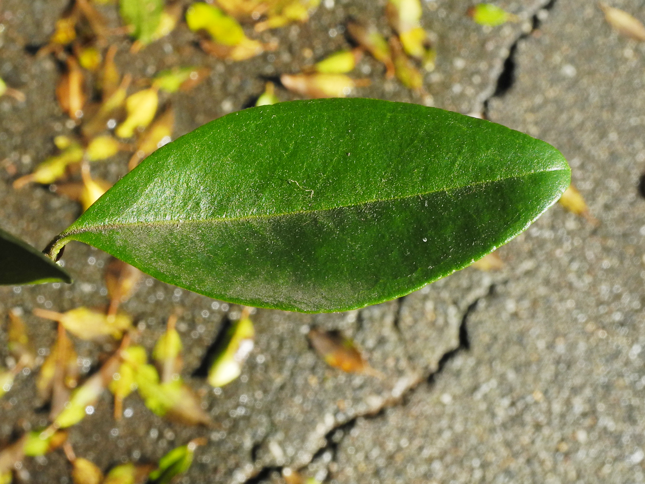 Myrtaceae Myrrhinium atropurpureum