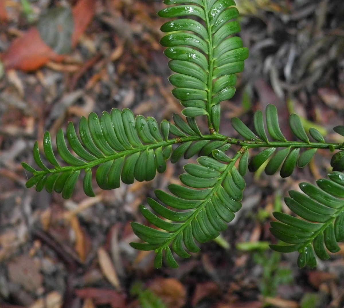 Podocarpaceae Prumnopitys ladei