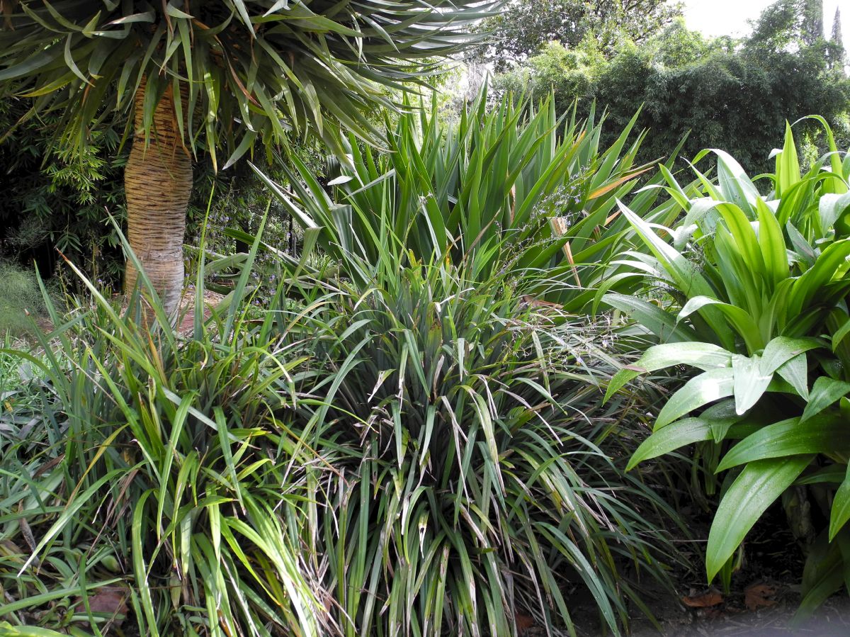 Asphodelaceae Dianella tasmanica