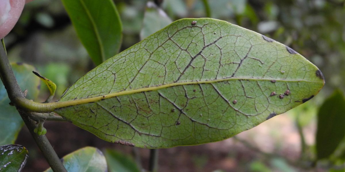 Gomortegaceae Gormortega nitida