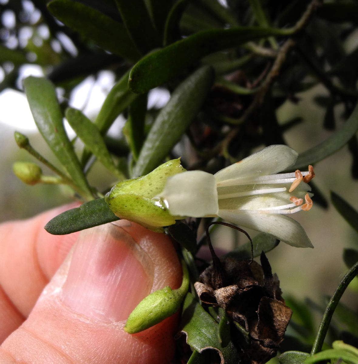 Scrophulariaceae Eremophila alternifolia